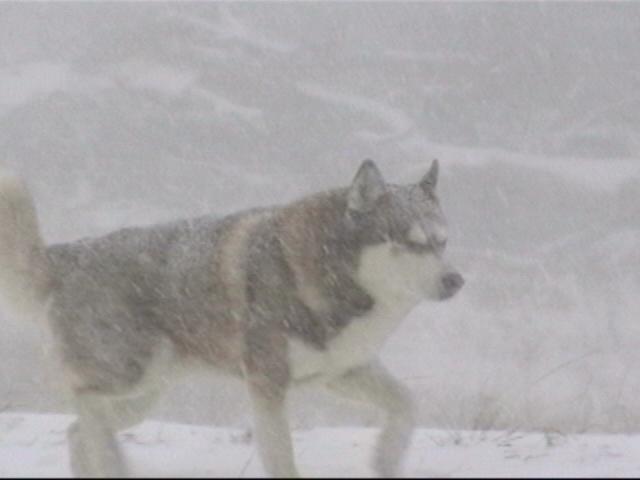 {tiber walking in snow}