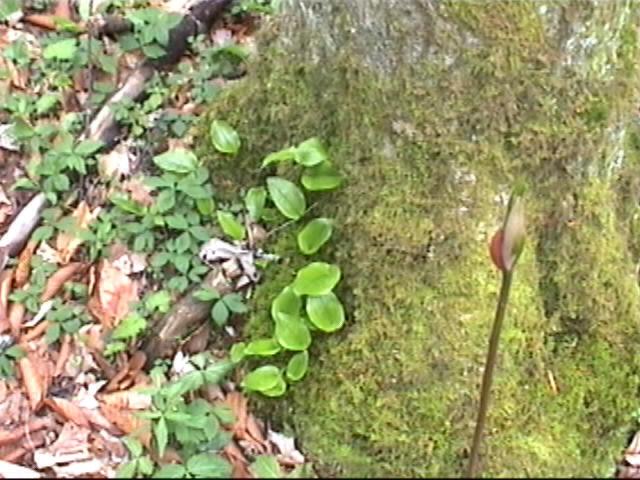 {Wild Orchids on tree moss}