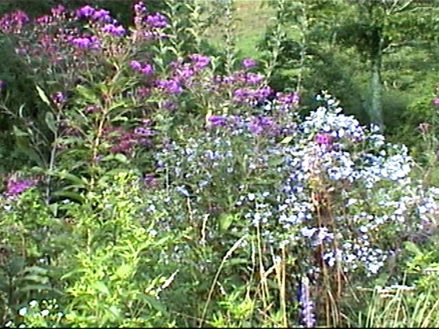 {Blue Wildflowers}