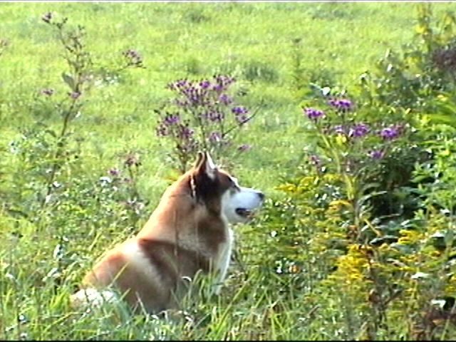 {Timber in field}